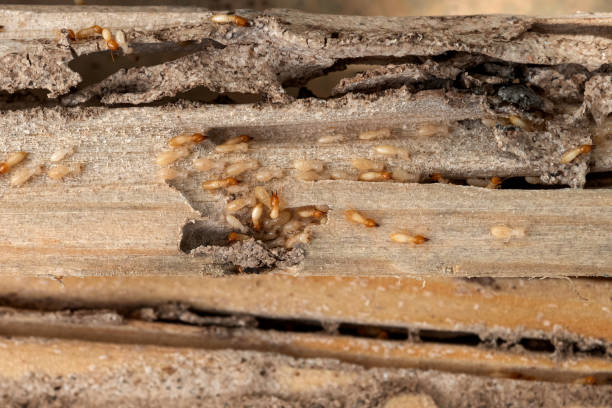 Wasp Removal Services in Shavertown, PA